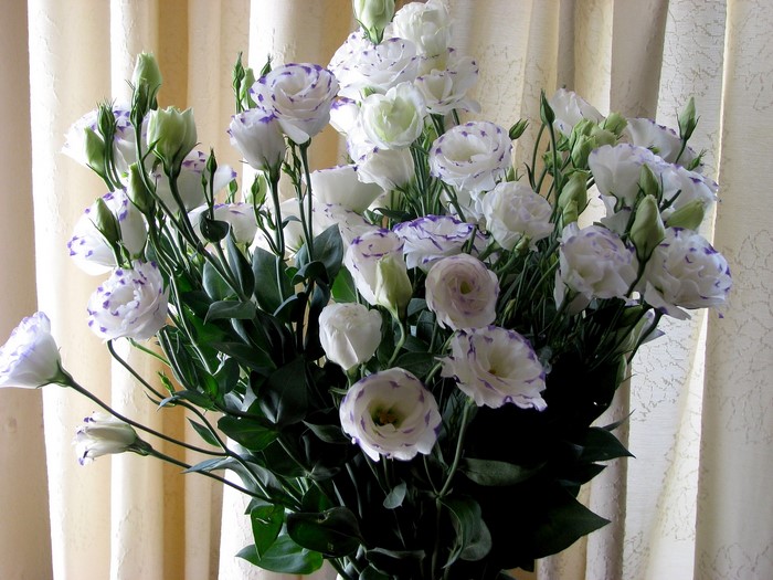 Bouquet of white Eustoma flowers with purple edges
