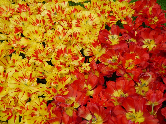 4K Tulips Closeup