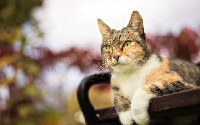 Calico cat resting on a bench outdoors