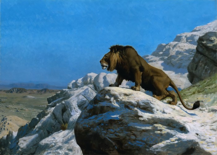 Lion on a rocky outcrop overlooking a desert landscape
