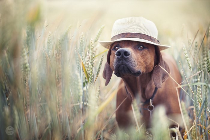 Dog wearing a hat in a wheat field