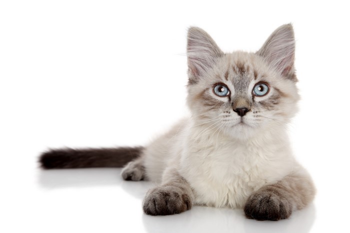 Kitten with blue eyes on a white background