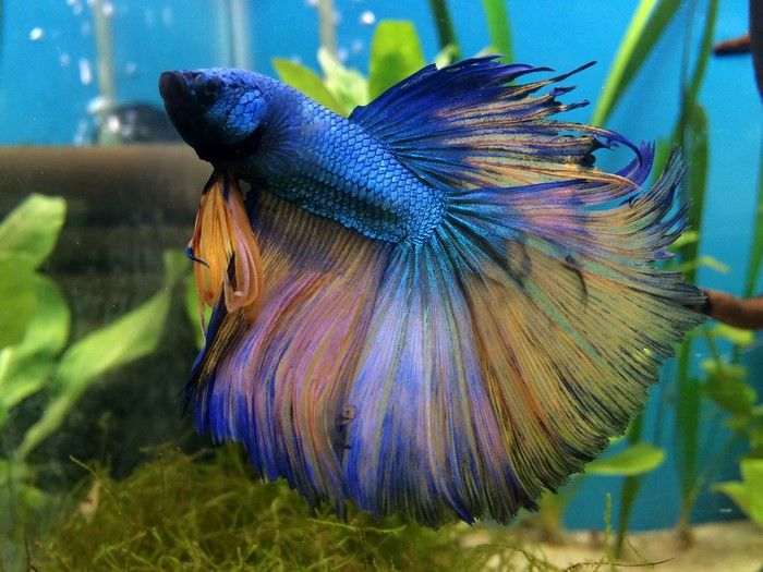 Betta fish swimming in aquarium