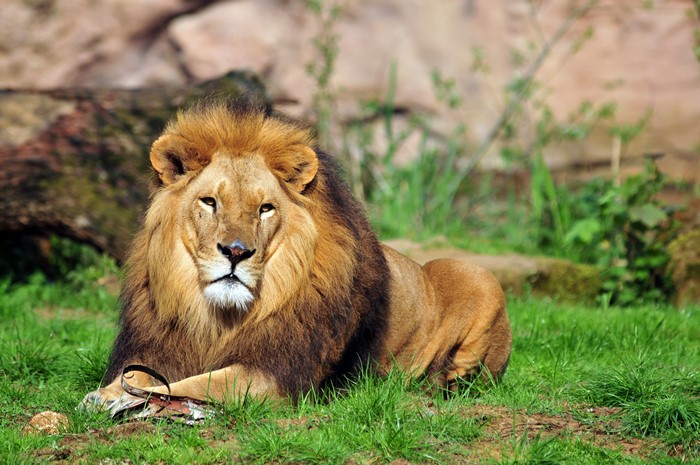 Lion lying on grass