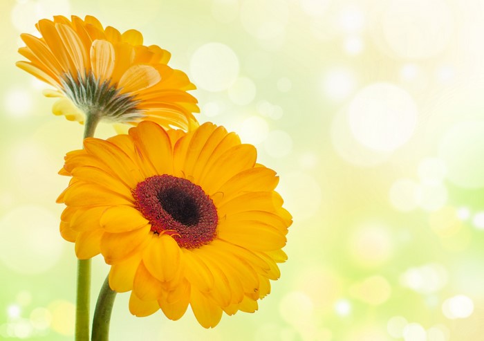 Two Yellow Gerbera Daisies with Bokeh Background