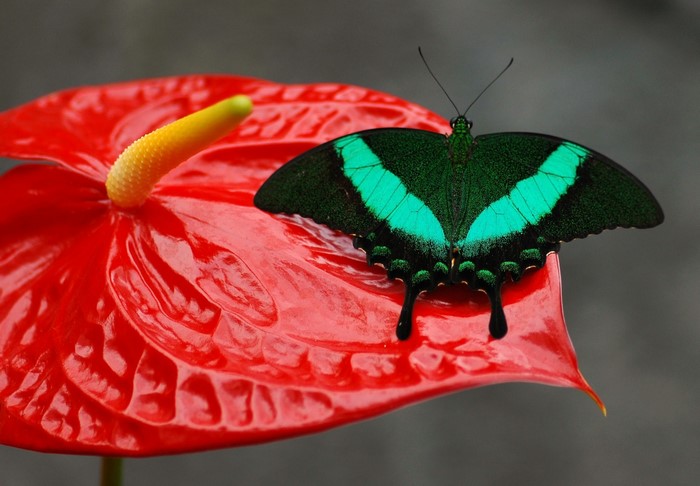 Green butterfly on a red anthurium flower