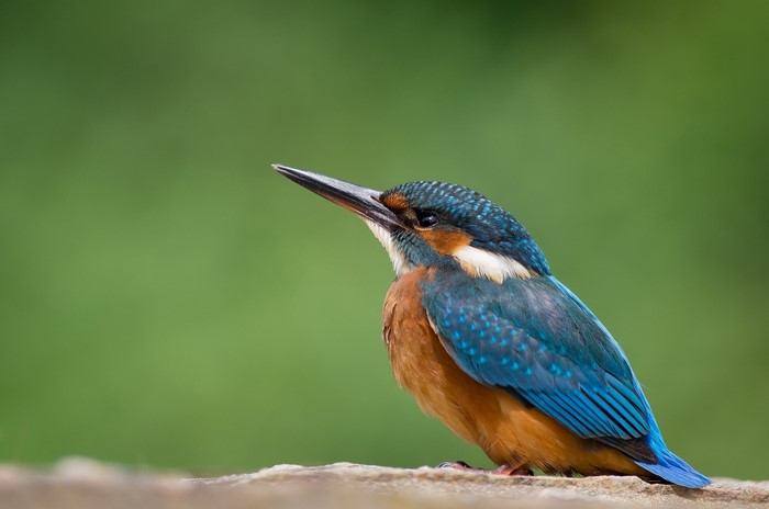 Common Kingfisher perched on a rock