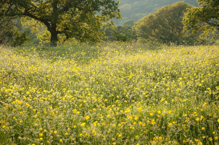 Field of yellow wildflowers with trees in the background