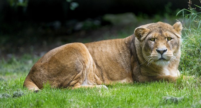 Lioness resting on grass