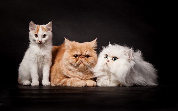 Three cats of different breeds and colors on a black background