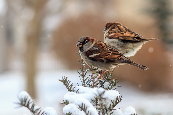 Two Sparrows on a Snowy Branch