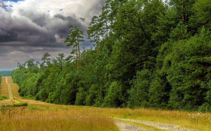 Dirt road through a field next to a forest