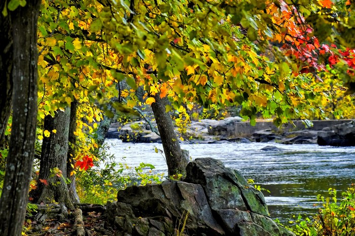 Autumn foliage by a river with rocks