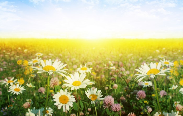 Field of Camomiles under bright sun