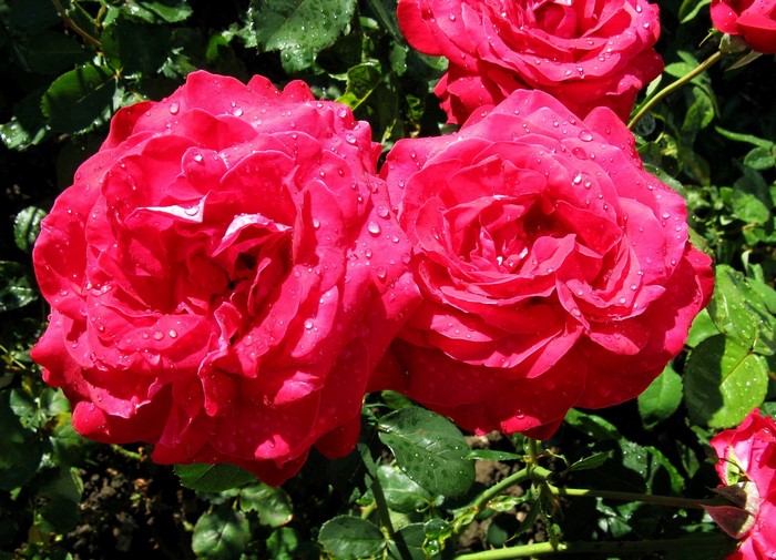 Two red roses with water droplets