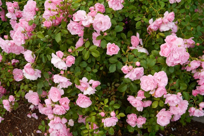 Many Pink Roses