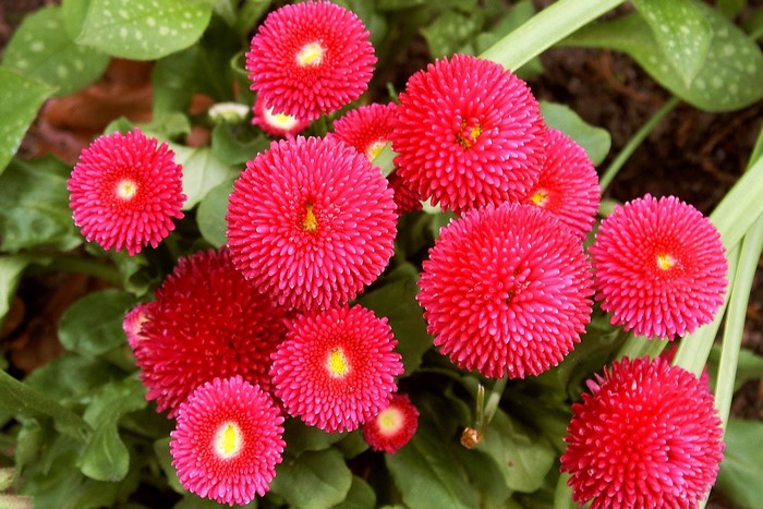 Pink double daisies with yellow centers