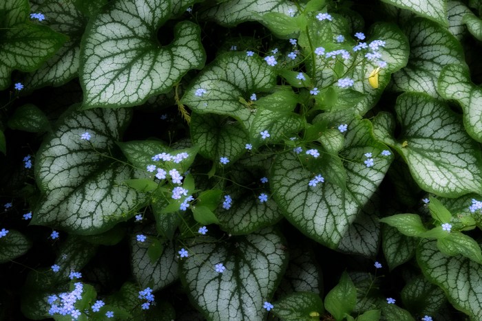 Brunnera macrophylla 'Jack Frost' with blue flowers