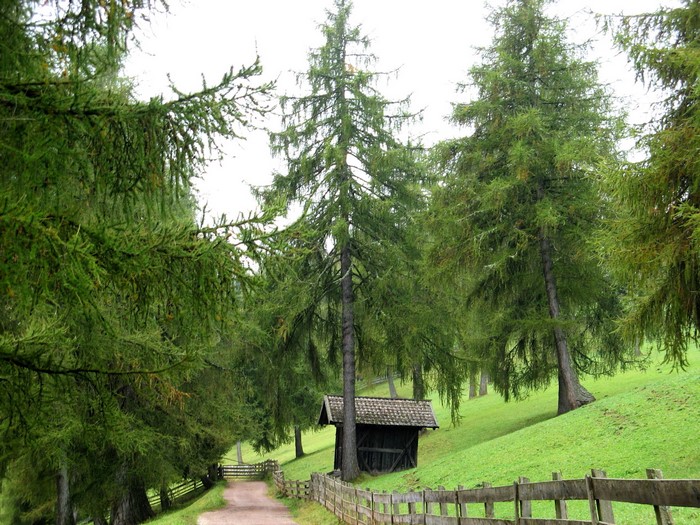 Wooden shed and fence in a forest with spruce trees