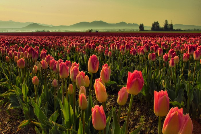 Field of Pink and Red Tulips at Sunrise