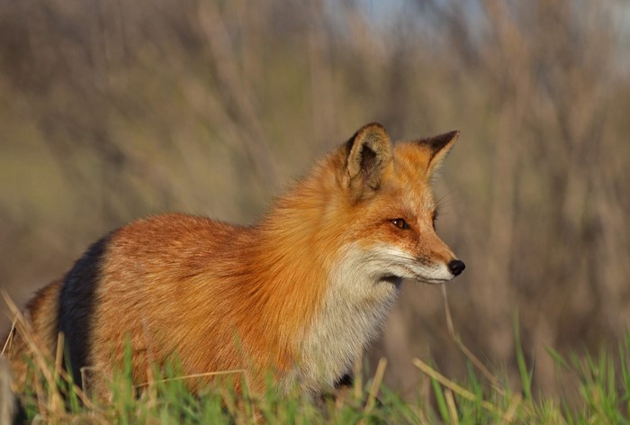 Red Fox in tall grass