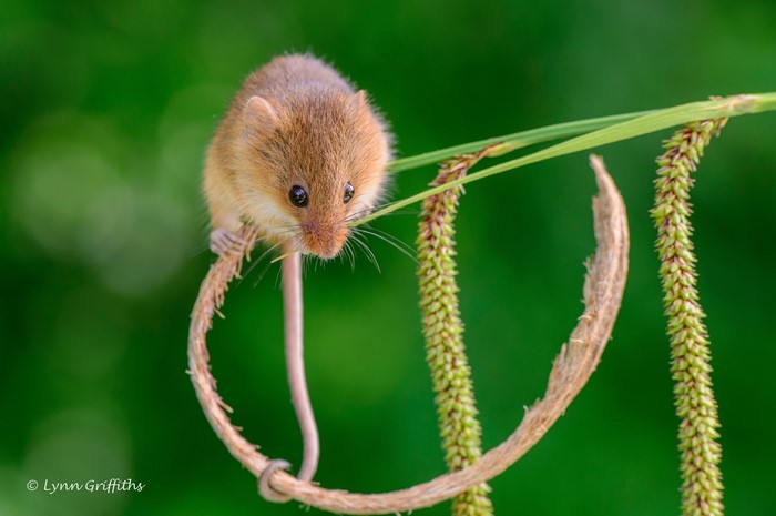 Harvest mouse on a plant stem
