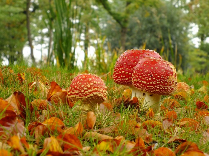 Red Mushrooms Amid Autumn Leaves in Grass