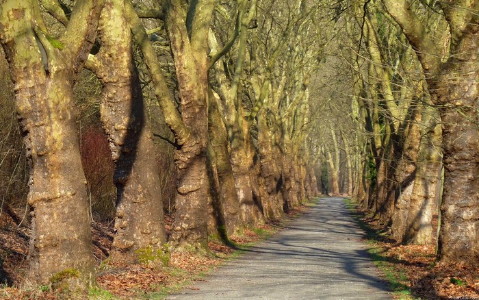 Tree-lined road in autumn