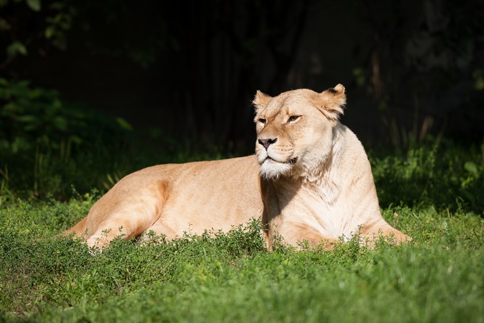 Lioness lying on grass