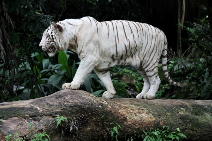 White tiger walking on a log in a forest