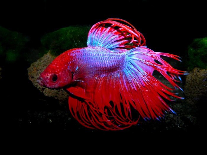 Red and blue Betta fish