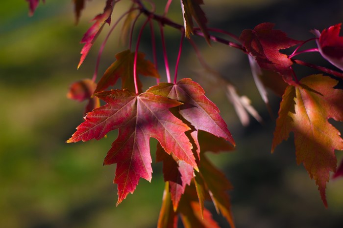Close-up of Red Maple Leaves in Autumn