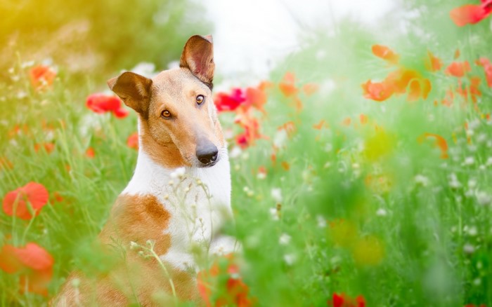 Smooth Collie dog in a field of poppies
