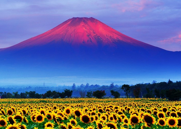 Mount Fuji with a field of sunflowers in Japan