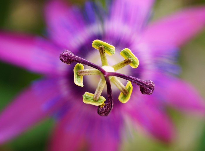 Closeup of a purple Passiflora flower