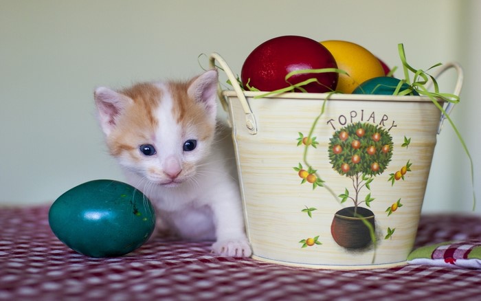 Kitten with Easter eggs in a bucket