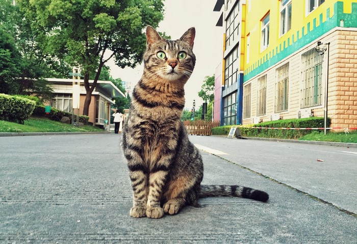Tabby cat sitting on asphalt street