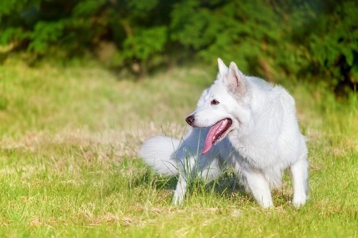 White German Shepherd dog panting in a grassy field
