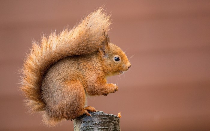 Red squirrel sitting on a tree stump