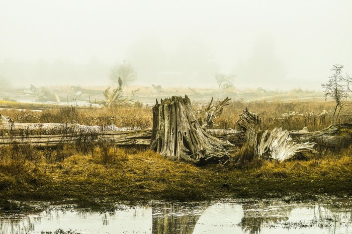 Tree stumps in fog with a bird