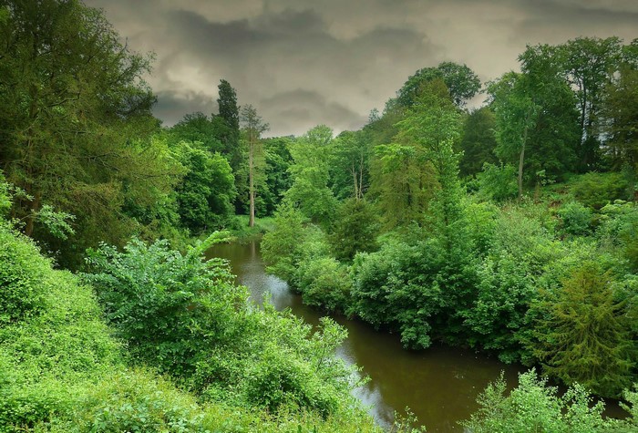 River flowing through a dense forest under a cloudy sky