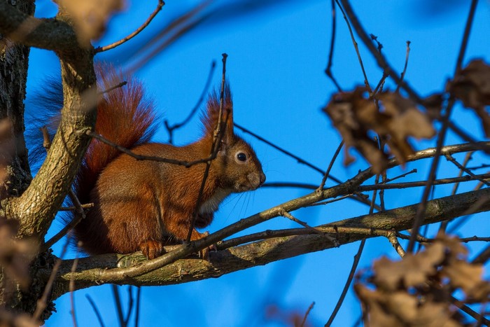 Red squirrel sitting on a tree branch