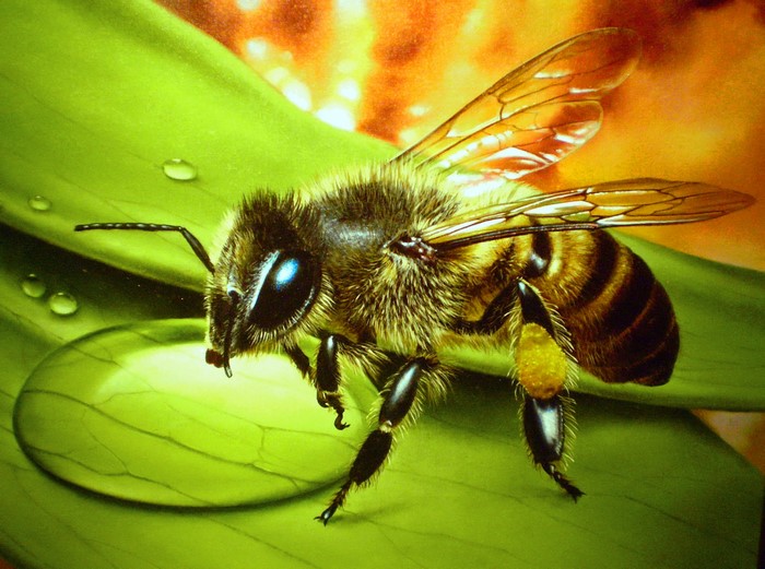 Bee on a green leaf with water drops