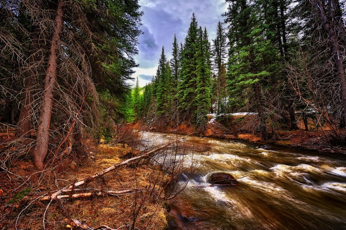 River flowing through a dense spruce forest