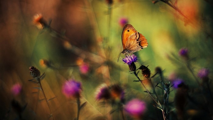 Orange butterfly on a purple flower