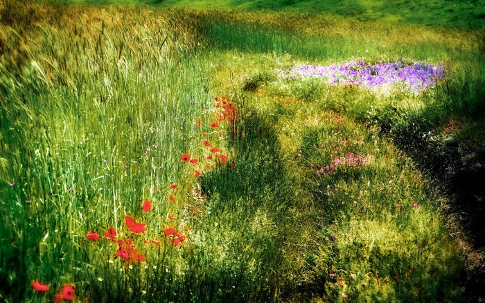 Field of wildflowers and wheat