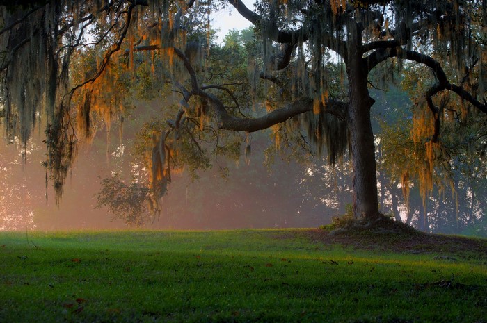 Misty morning with oak tree and Spanish moss