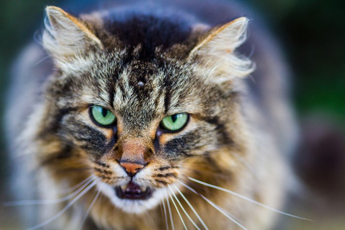 Close-up of a tabby cat with green eyes