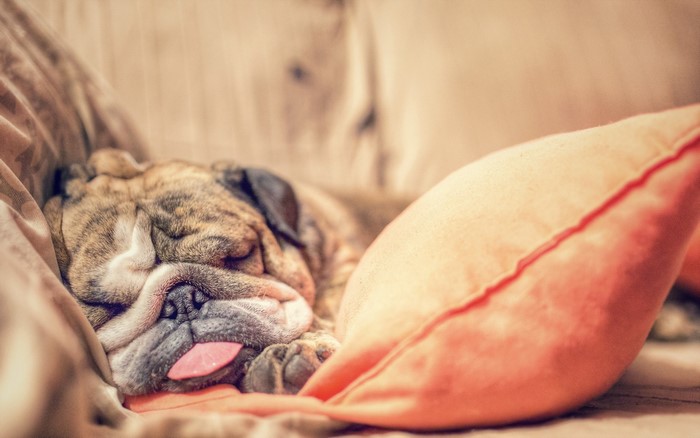 English Bulldog sleeping on a couch with tongue out