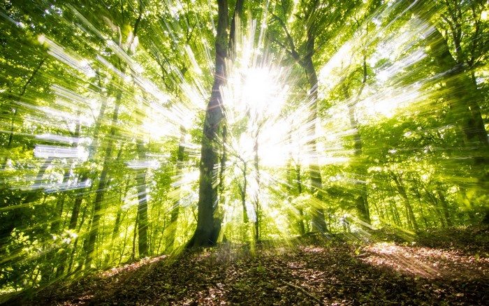 Sunlight streaming through a forest canopy